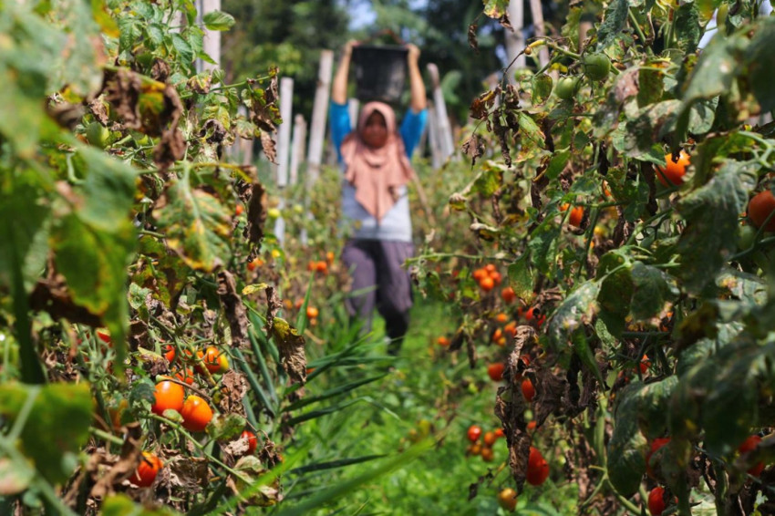 Cuaca Tak Menentu, Intip 5 Manfaat Tomat untuk Tingkatkan Imunitas Tubuh