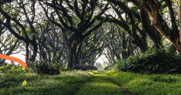 5 Destinasi Wisata Banyuwangi Murah: Liburan Asyik Tanpa Boros!