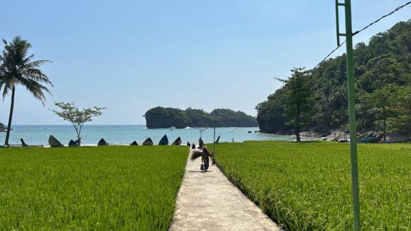 Hamparan sawah di Pantai Kuyon, Trenggalek, Jawa Timur. (Foto: Annastasya Rizqa)