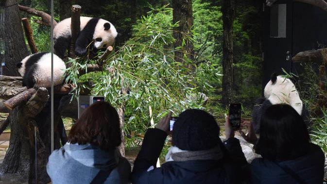 Jepang dan Upaya Sulit Mempertahankan Pesona Panda