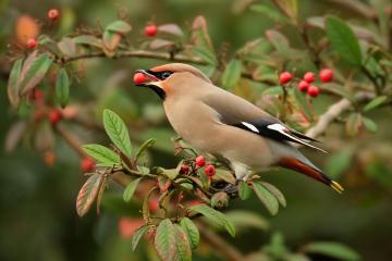 Fenomena Kedatangan Waxwing ke Area Anda