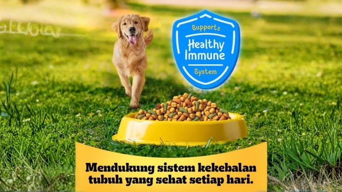 Pantri Makanan Anjing 24/7 Sambut Antusias Pulau