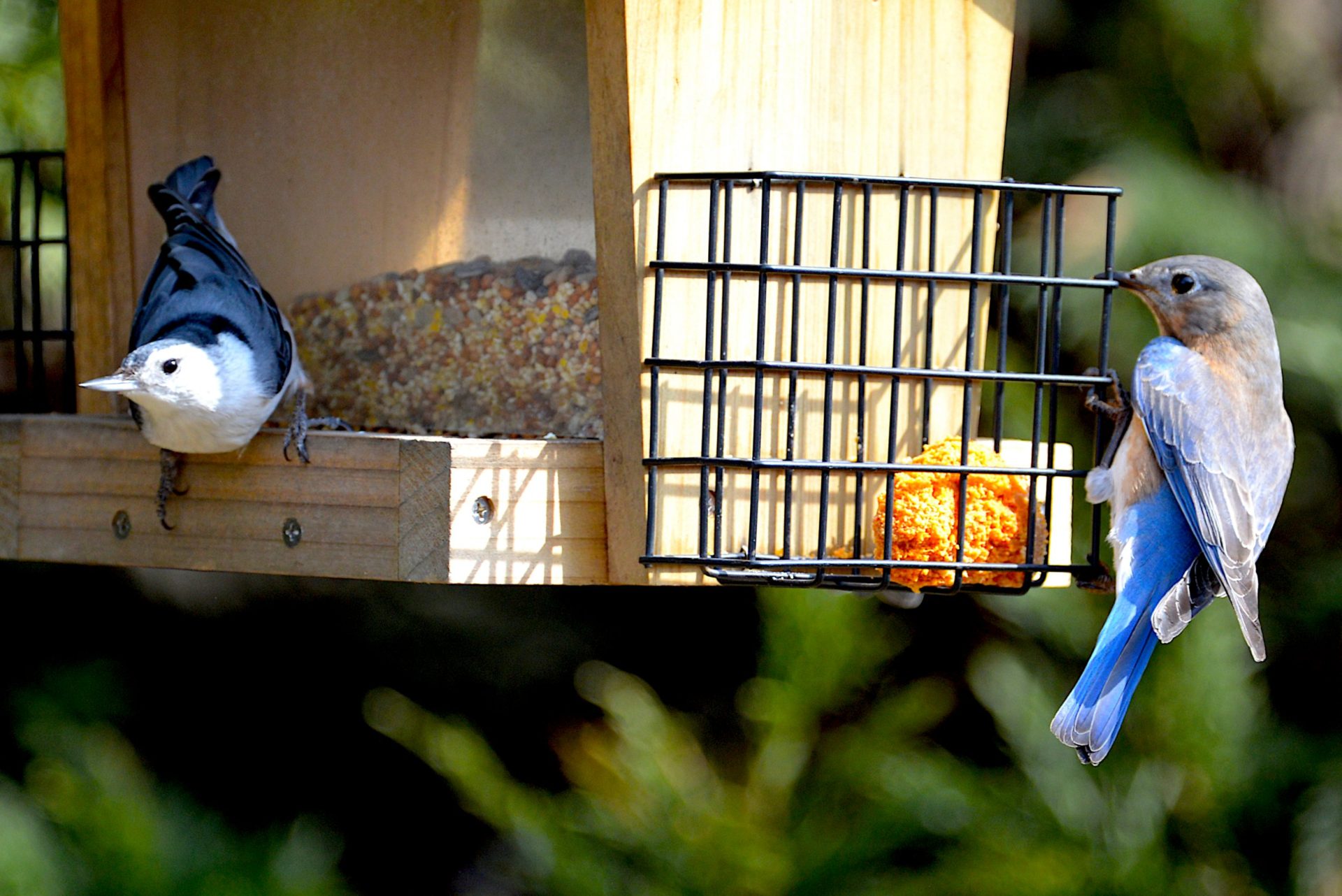 Cara Bijak Merawat Burung di Musim Panas Tanpa Memberi Makan
