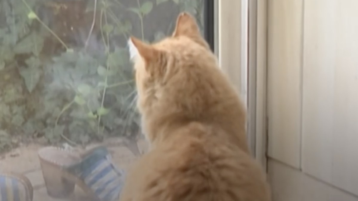 Studi: 7 Manfaat Memelihara Kucing untuk Kesehatan