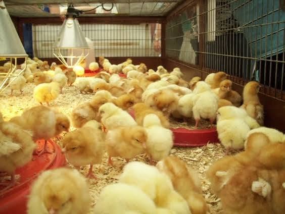 Rantai Nilai Pertanian Pendek: Kisah Nkoko Nkitinkiti